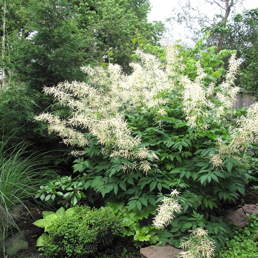 Aruncus Misty Lace - Geissbart (Plant habit)