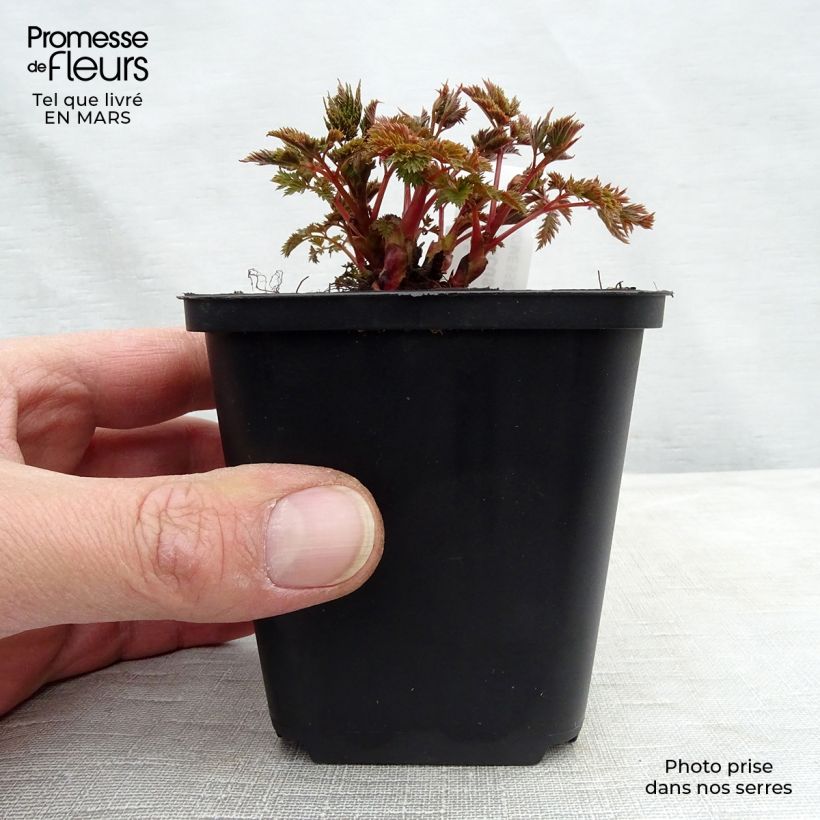 Example of Aruncus Misty Lace - Geissbart Kleine Töpfe von 8/9 cm as you get in printemps