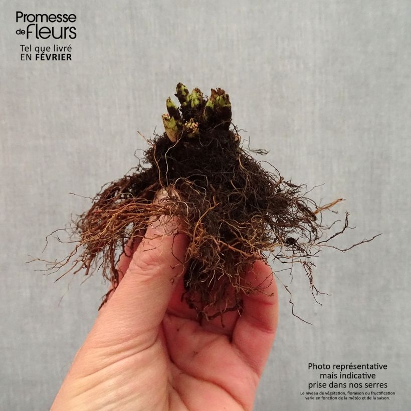 Example of Aruncus Misty Lace - Geissbart Wurzelnackt as you get in hiver