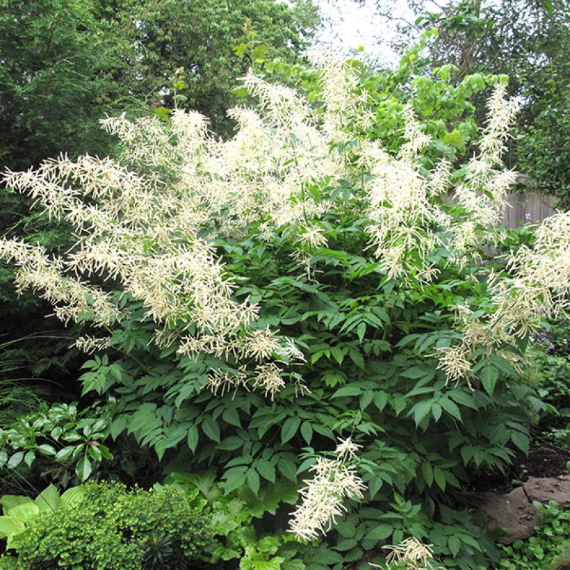 Aruncus sinensis Zweiweltenkind - Wald-Geissbart (Wuchs)