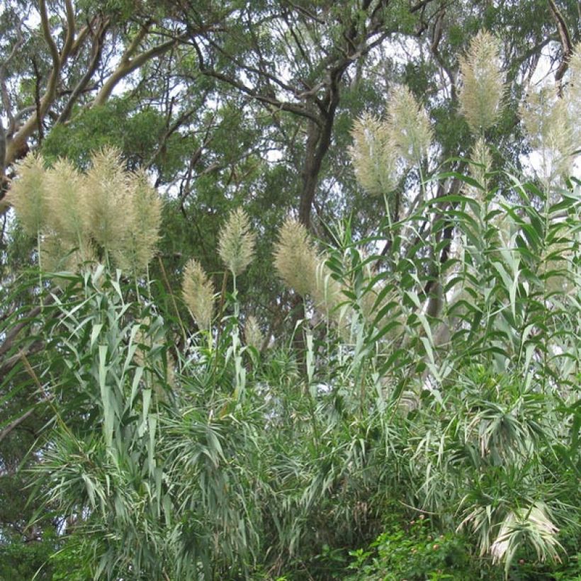 Arundo donax - Spanisches Rohr (Wuchs)