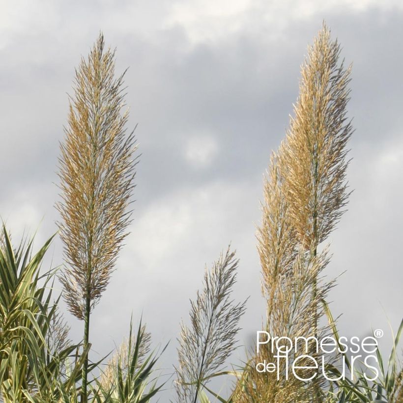 Arundo donax Aureovariegata - Spanisches Rohr (Blüte)