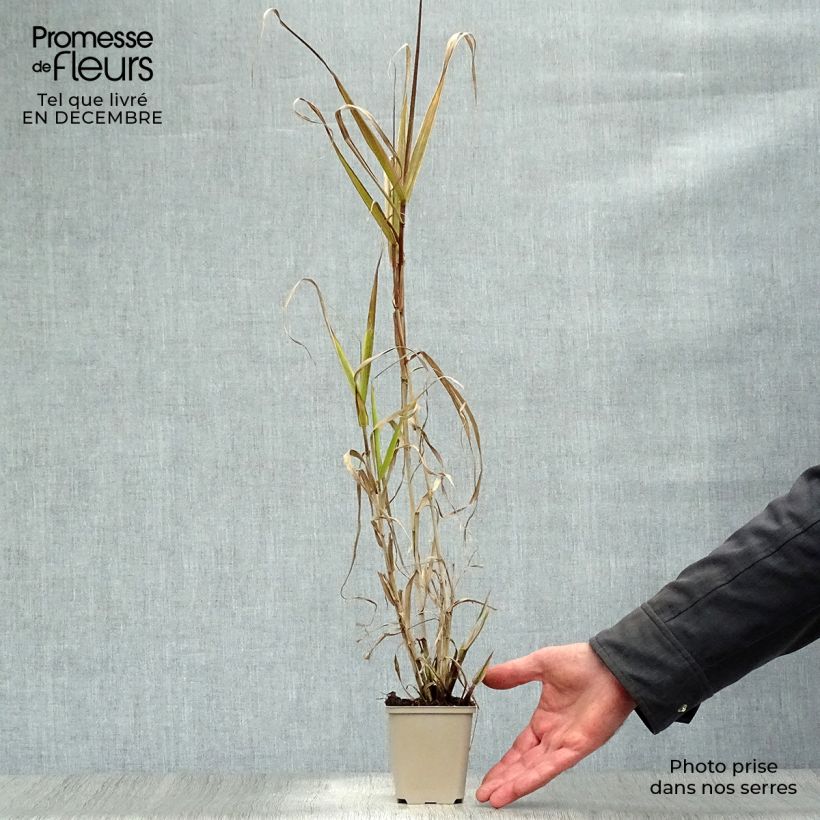 Exemplar von Arundo donax Aureovariegata - Spanisches Rohr Kleine Töpfe von 8/9 cm wie im Winter geliefert