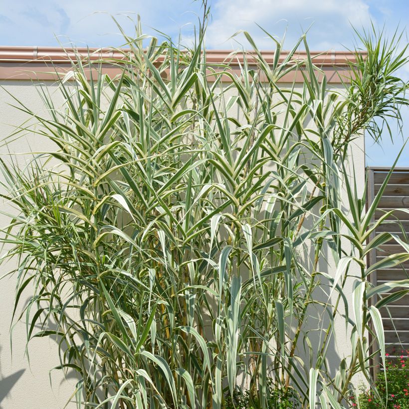 Arundo donax Ely - Spanisches Rohr (Plant habit)