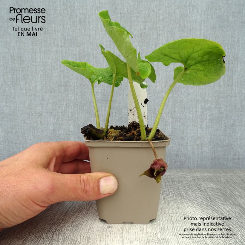 Example of Asarum canadense - Kanadische Haselwurz Kleine Töpfe von 8/9 cm as you get in printemps