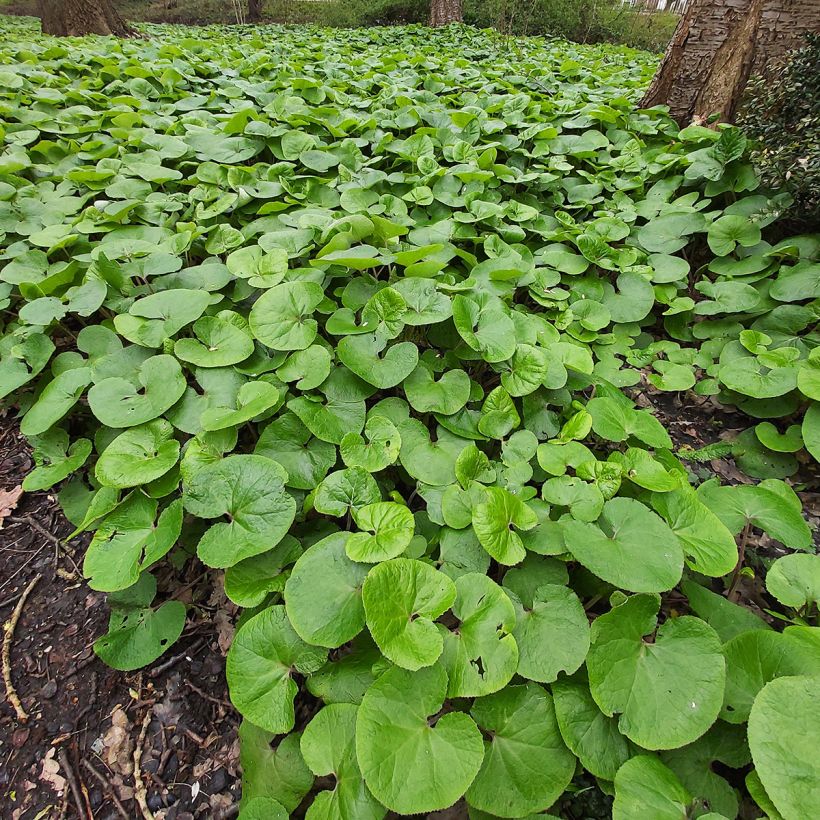 Asarum canadense - Kanadische Haselwurz (Plant habit)