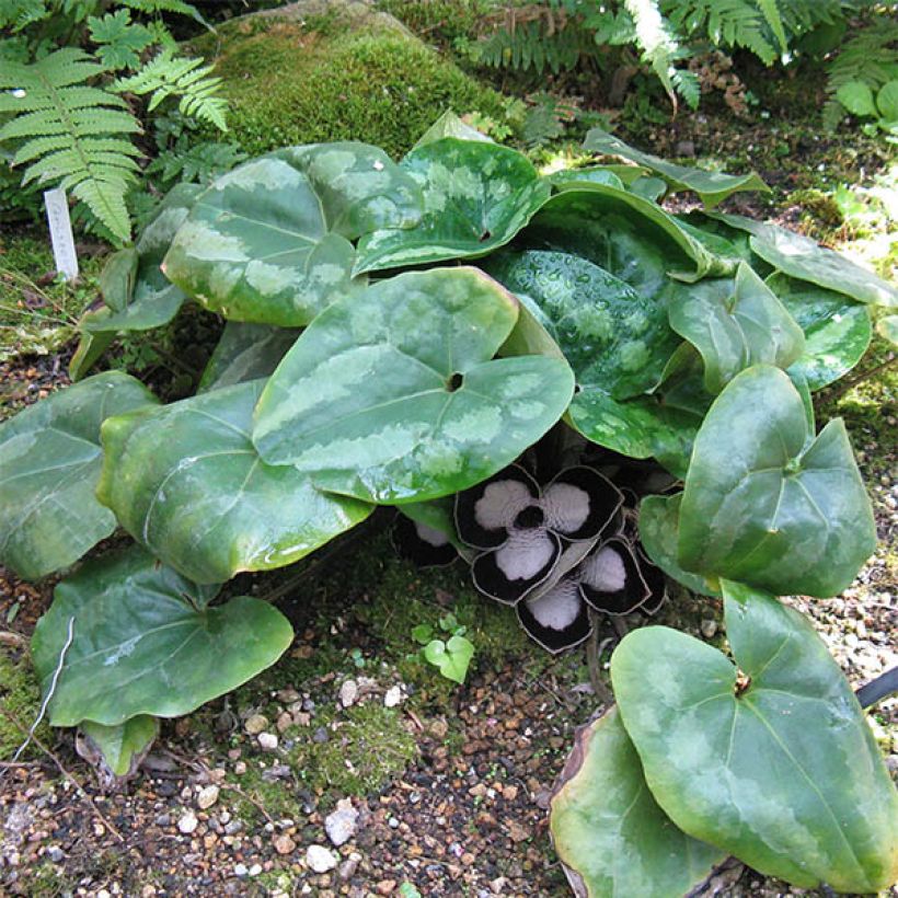 Asarum maximum Giant - Chinesische Haselwurz (Wuchs)
