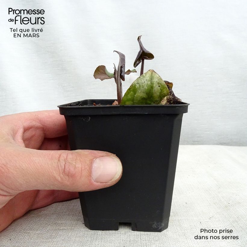Exemplar von Asarum maximum Ling Ling - Chinesische Haselwurz Kleine Töpfe von 8/9 cm wie im Frühjahr geliefert