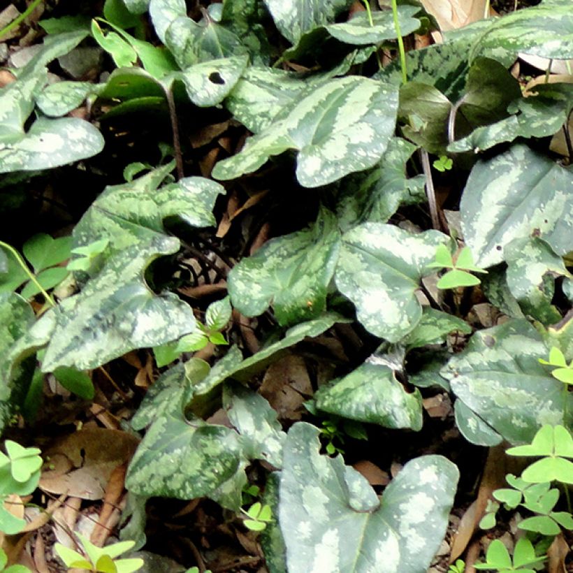Asarum splendens - Glänzende Haselwurz (Laub)