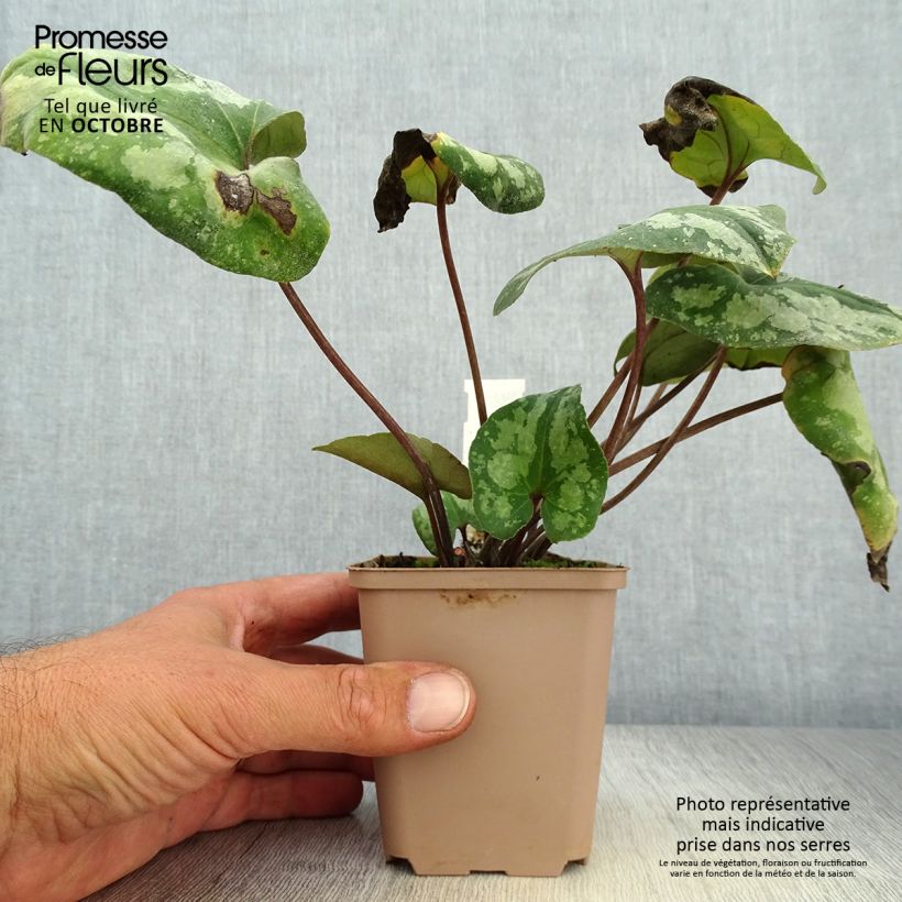Exemplar von Asarum splendens - Glänzende Haselwurz Kleine Töpfe von 8/9 cm wie im Herbst geliefert