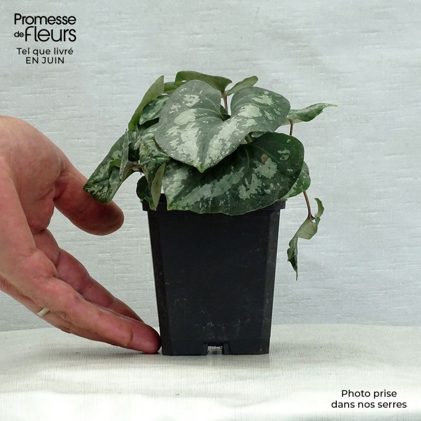 Exemplar von Asarum splendens - Glänzende Haselwurz Kleine Töpfe von 8/9 cm wie im Sommer geliefert