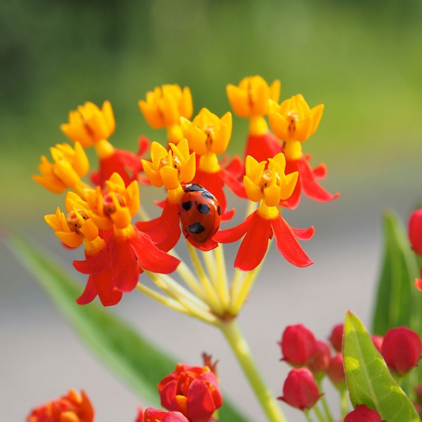 Asclepias curassavica - Curacao-Seidenpflanze (Blüte)