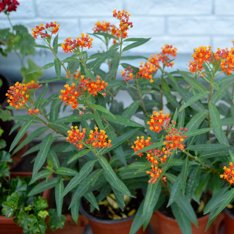 Asclepias curassavica - Curacao-Seidenpflanze (Wuchs)