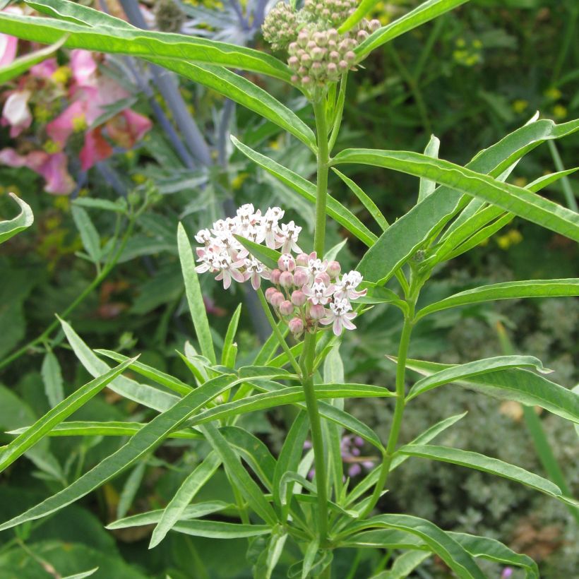 Asclepias fascicularis - Schmalblättrige Seidenpflanze (Wuchs)