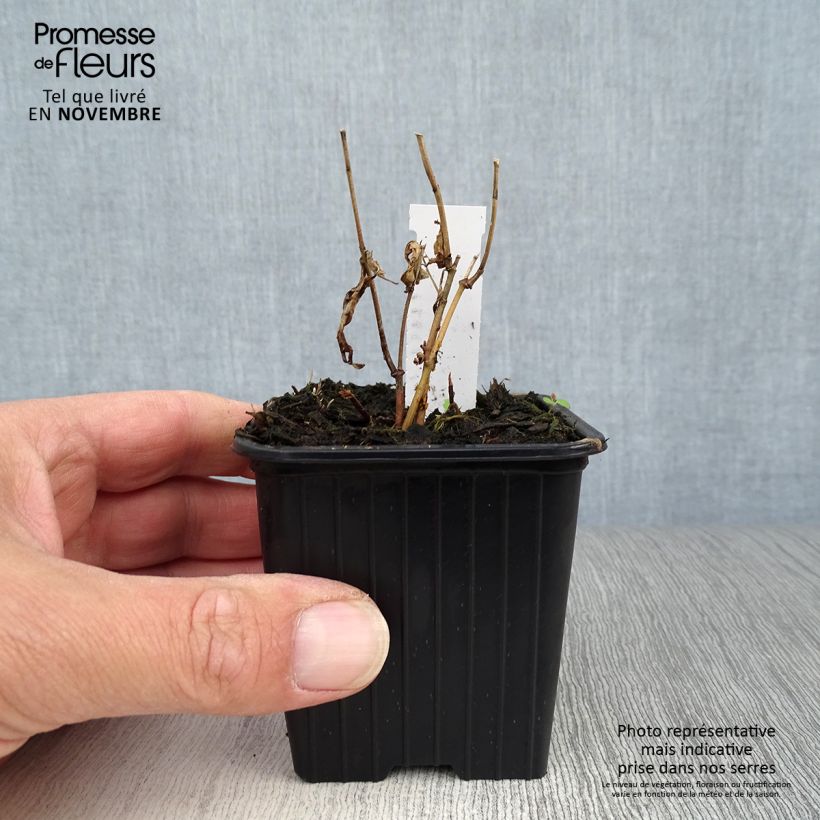 Exemplar von Asclepias incarnata - Rosablühende Seidenpflanze Kleine Töpfe von 8/9 cm wie im Herbst geliefert