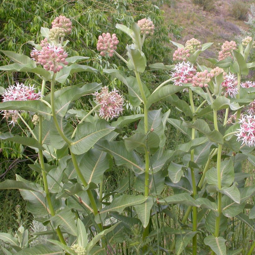 Asclepias speciosa - Prächtige Seidenpflanze (Wuchs)