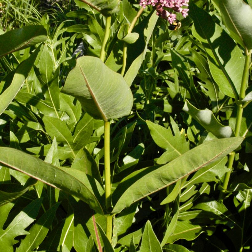 Asclepias sullivantii - Sullivants Seidenpflanze (Laub)