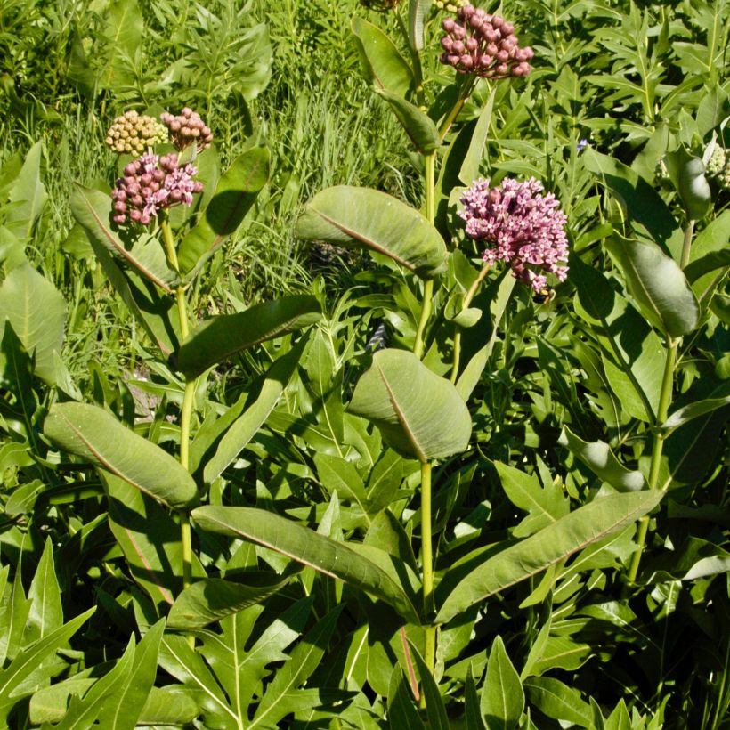 Asclepias sullivantii - Sullivants Seidenpflanze (Wuchs)