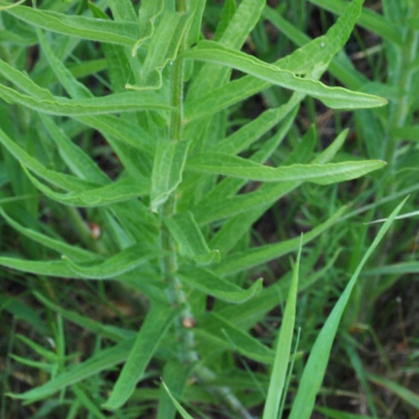 Asclepias tuberosa - Knollige Seidenpflanze (Foliage)