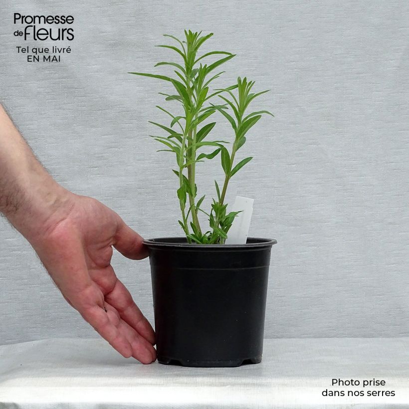 Example of Asclepias tuberosa - Knollige Seidenpflanze Kleine Töpfe von 7/8 cm as you get in printemps