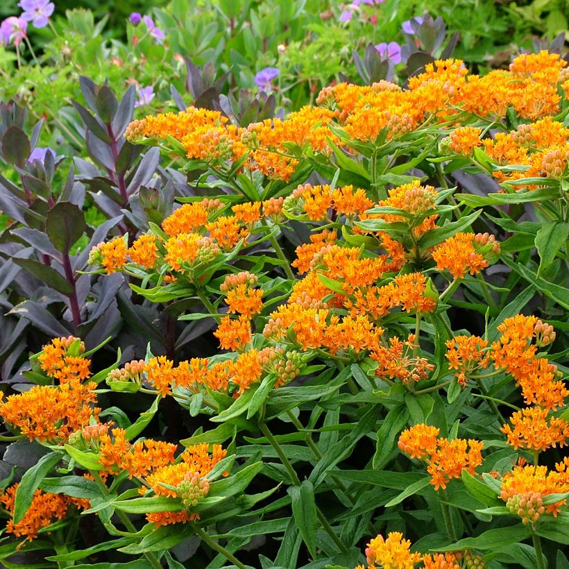 Asclepias tuberosa - Knollige Seidenpflanze (Plant habit)