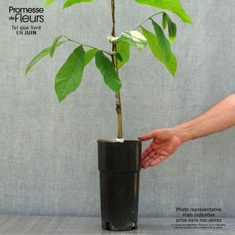Exemplar von Papau Prima 1216 - Asimina triloba Topf mit 4L/5L wie im Sommer geliefert