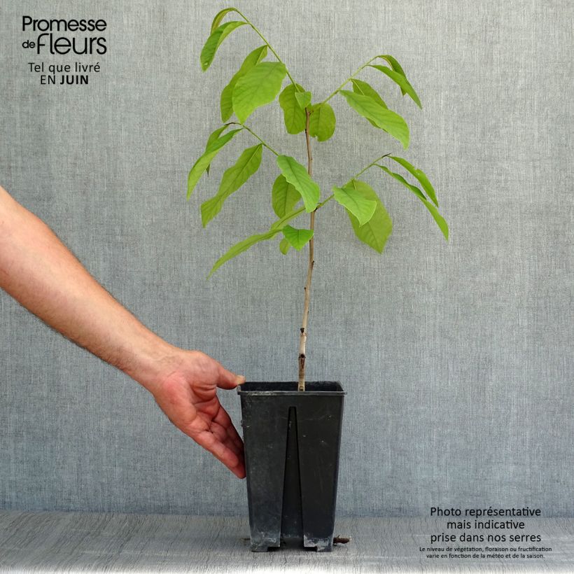 Exemplar von Papau Sunflower - Asimina triloba Topf mit 2L/3L wie im Sommer geliefert