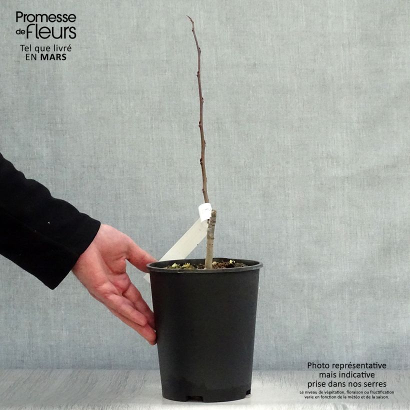 Exemplar von Papau Sunflower - Asimina triloba Topf mit 2L/3L wie im Frühjahr geliefert