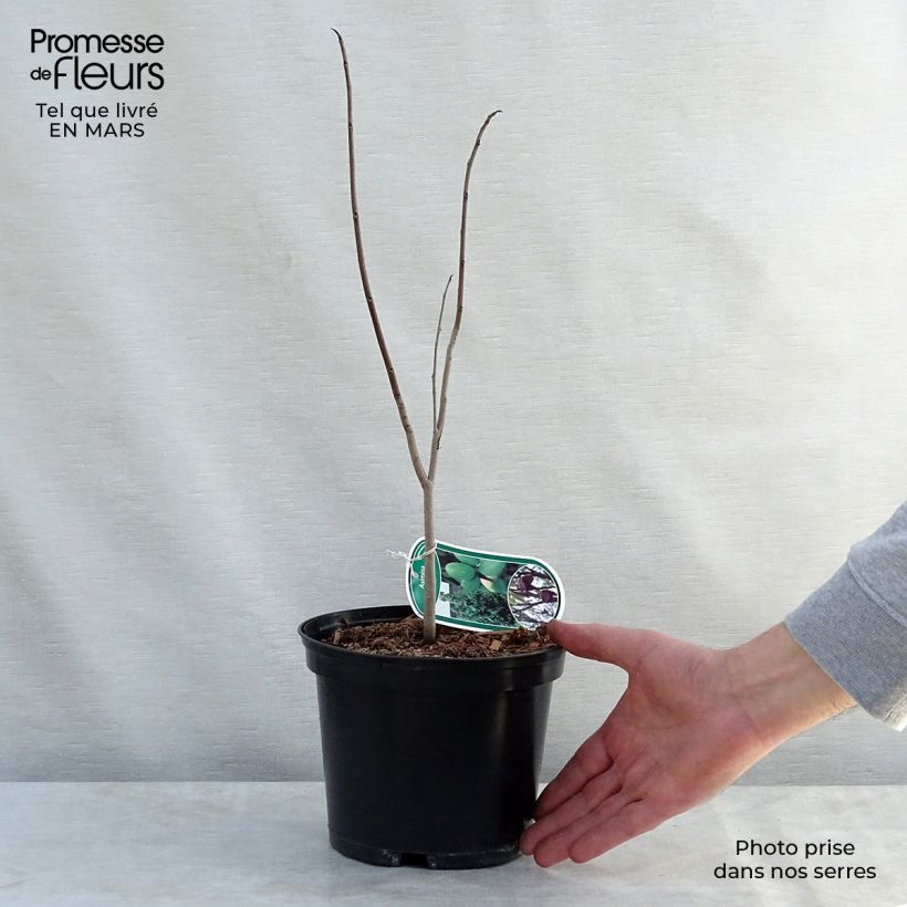 Example of Papau - Asimina triloba Topf mit 2L/3L as you get in printemps