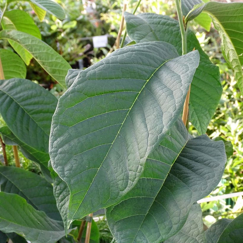 Papau Shenandoah - Asimina triloba (Foliage)