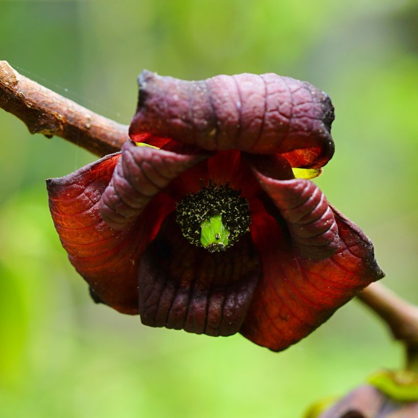 Papau Shenandoah - Asimina triloba (Flowering)