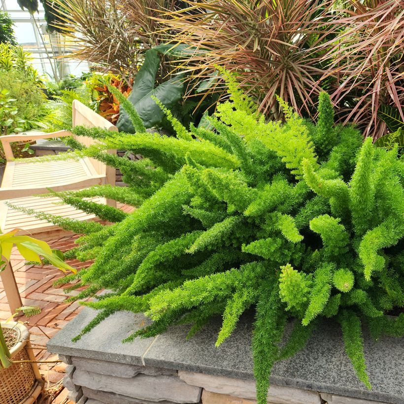 Asparagus densiflorus var. meyeri - Meyers Zierspargel (Plant habit)