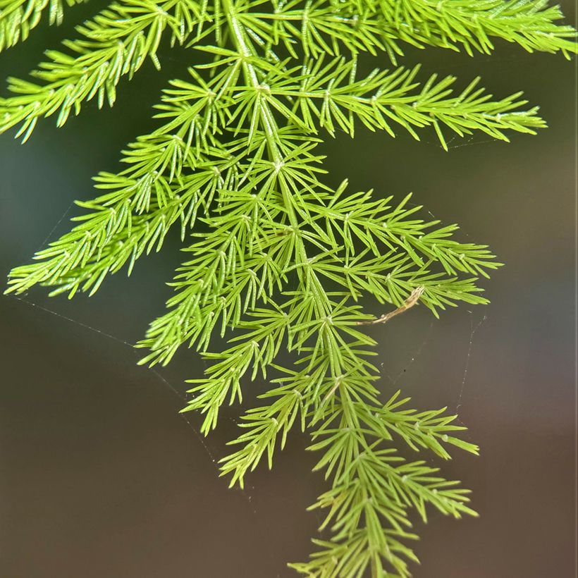 Asparagus plumosus - Feder-Spargel (Laub)