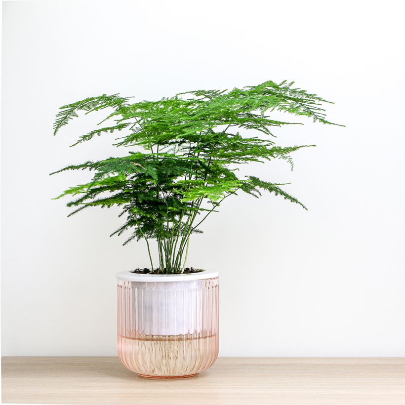 Asparagus plumosus - Feder-Spargel (Wuchs)