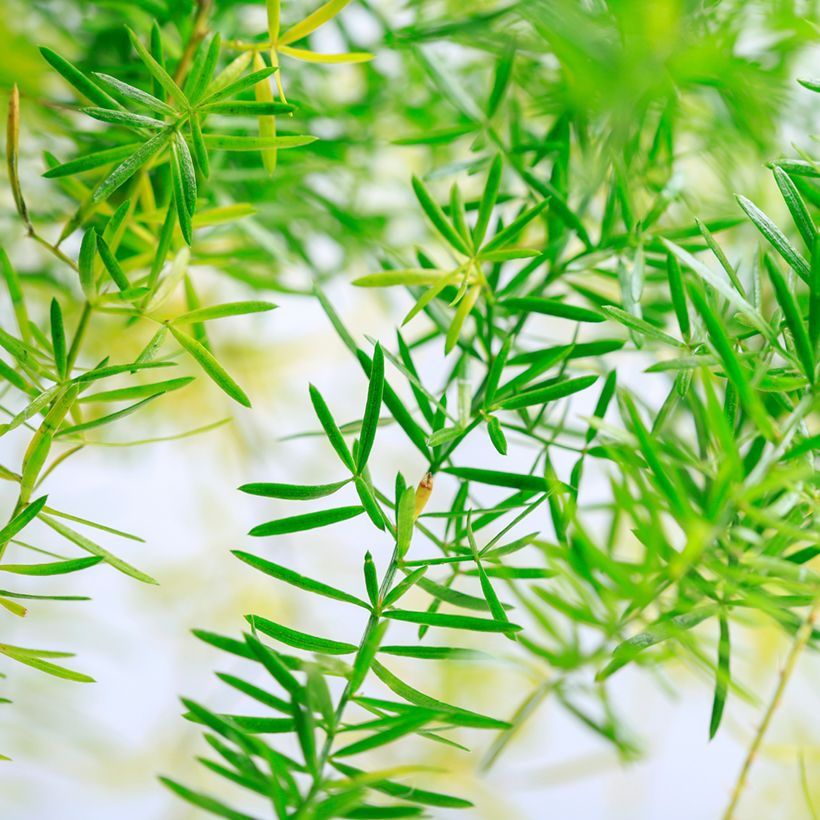 Asparagus sprengeri - Sprengers Zier-Spargel  (Foliage)