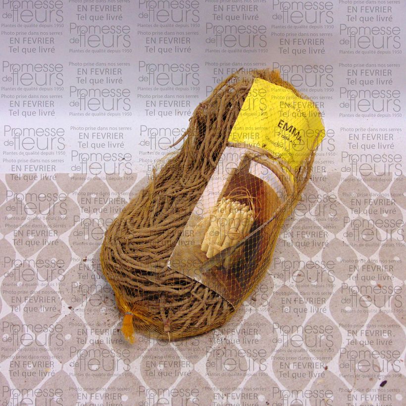 Beispiel eines Exemplars von Spargel Emma - Asparagus officinalis Beutel mit 10 Knollen wie geliefert