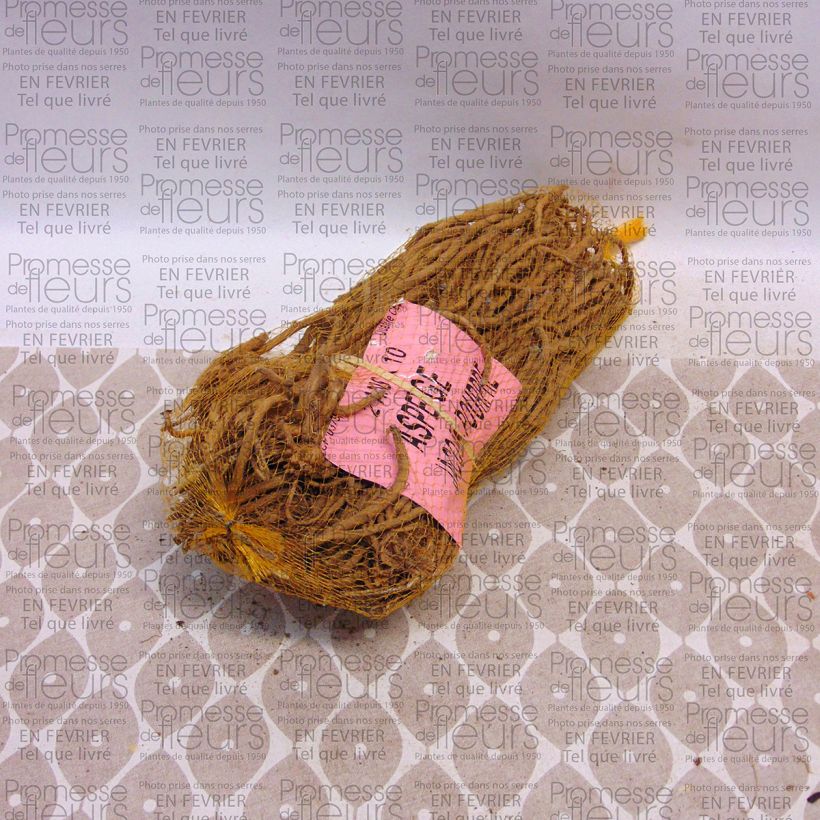 Beispiel eines Exemplars von Spargel Jacq Ma Pourpre - Asparagus officinalis Beutel mit 10 Knollen wie geliefert