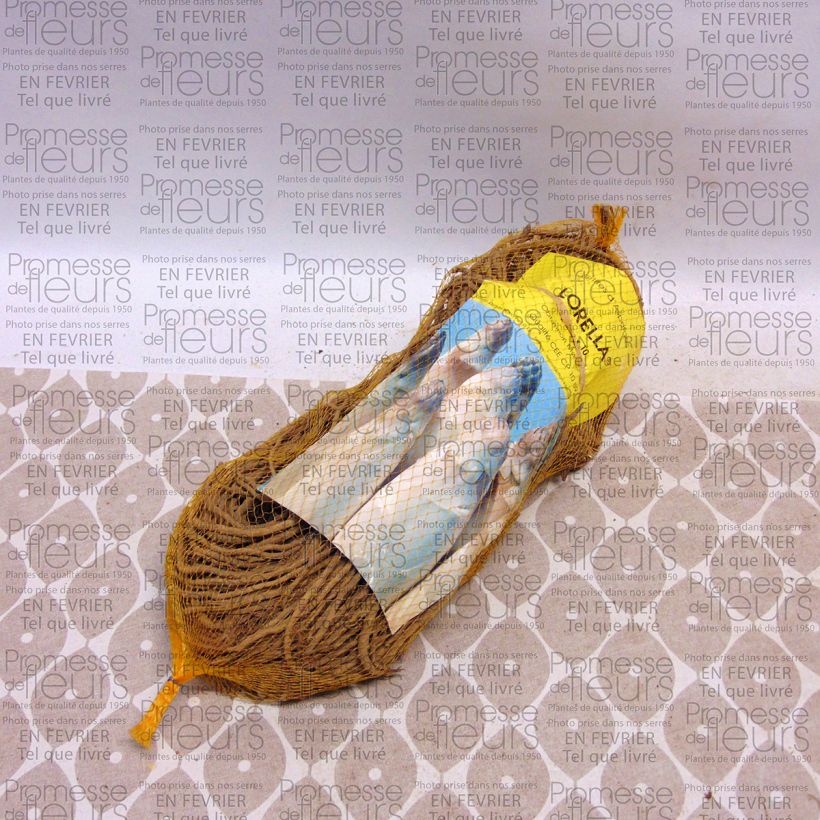 Beispiel eines Exemplars von Spargel Lorella - Asparagus officinalis Beutel mit 10 Knollen wie geliefert