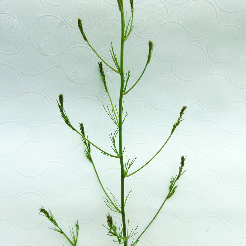 Spargel - Asparagus officinalis (Laub)