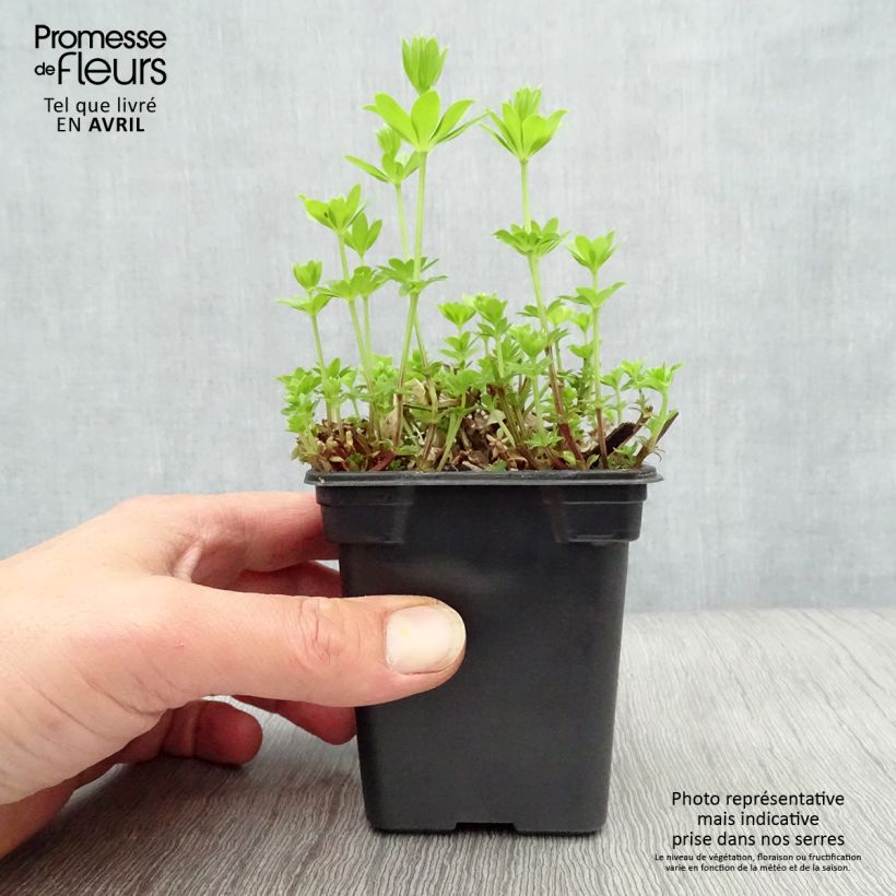 Exemplar von Waldmeister - Galium odoratum Kleine Töpfe von 7/8 cm wie im Frühjahr geliefert