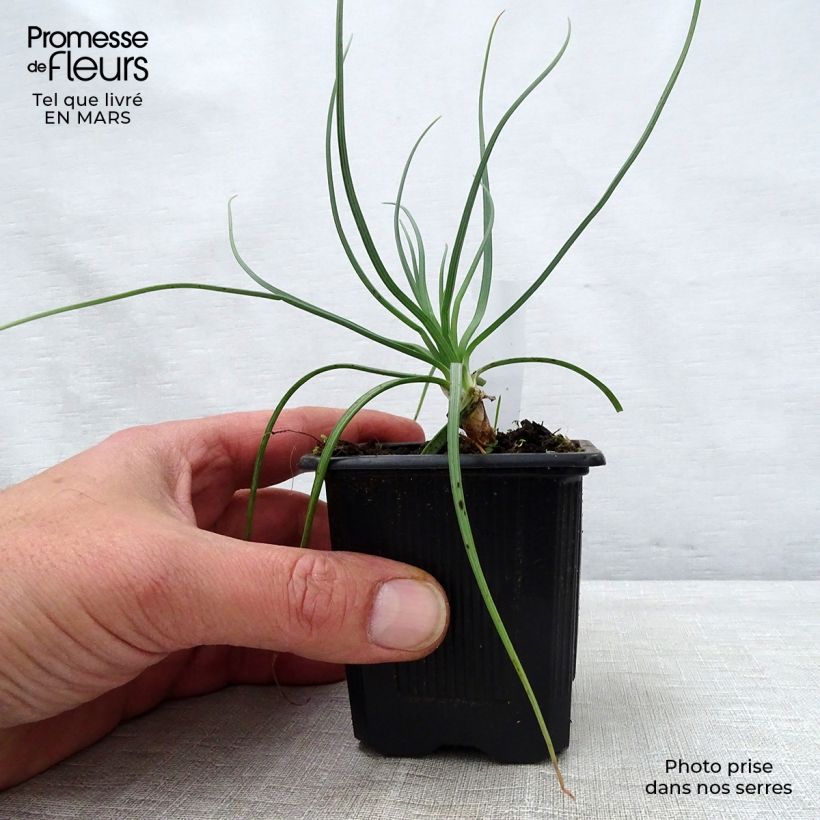 Example of Asphodeline lutea - Große Affodeline Kleine Töpfe von 7/8 cm as you get in printemps