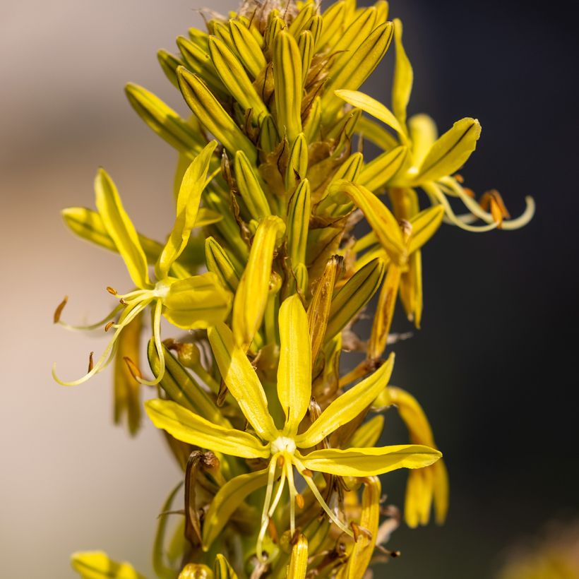 Asphodeline lutea - Große Affodeline (Flowering)
