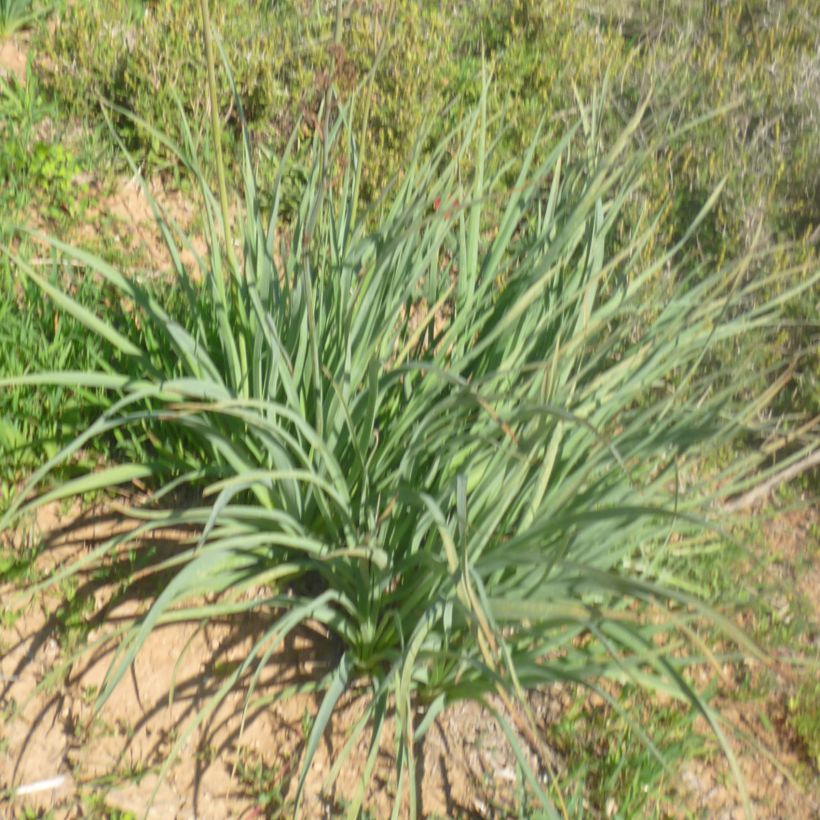 Asphodelus ramosus - Ästiger Affodill (Laub)