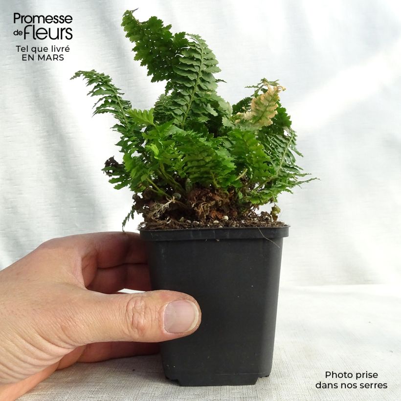 Example of Weicher Schildfarn Congestum - Polystichum setiferum Kleine Töpfe von 8/9 cm as you get in printemps