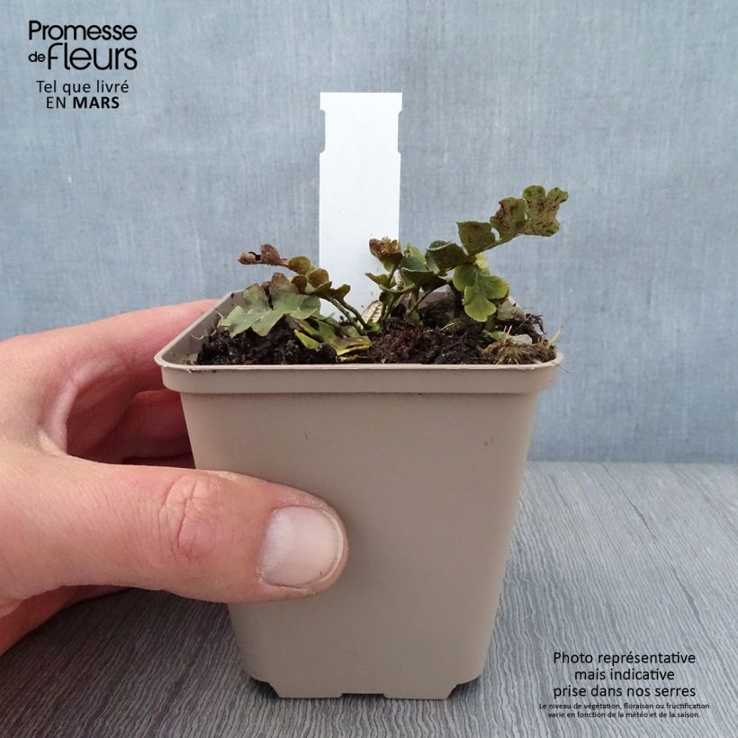 Exemplar von Asplenium ceterach - Schriftfarn Kleine Töpfe von 8/9 cm wie im Frühjahr geliefert