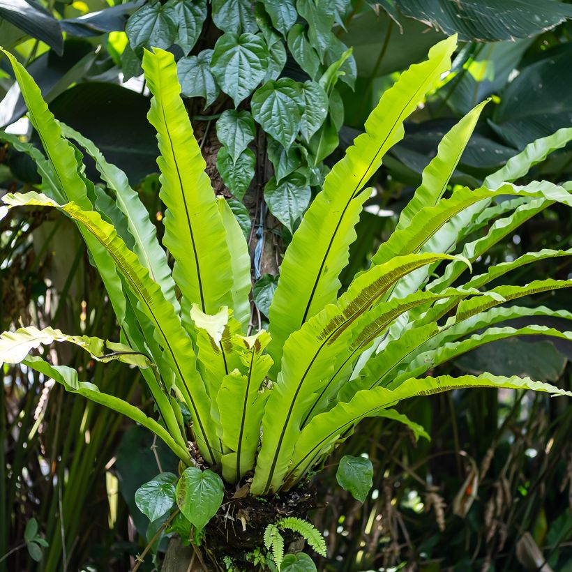 Asplenium nidus - Vogel-Nestfarn (Wuchs)