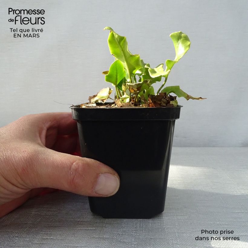 Exemplar von Asplenium scolopendrium Cristatum Group - Hirschzungenfarn Kleine Töpfe von 8/9 cm wie im Frühjahr geliefert