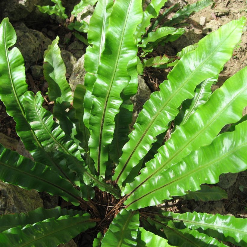 Asplenium scolopendrium Undulatum Group - Hirschzungenfarn (Laub)