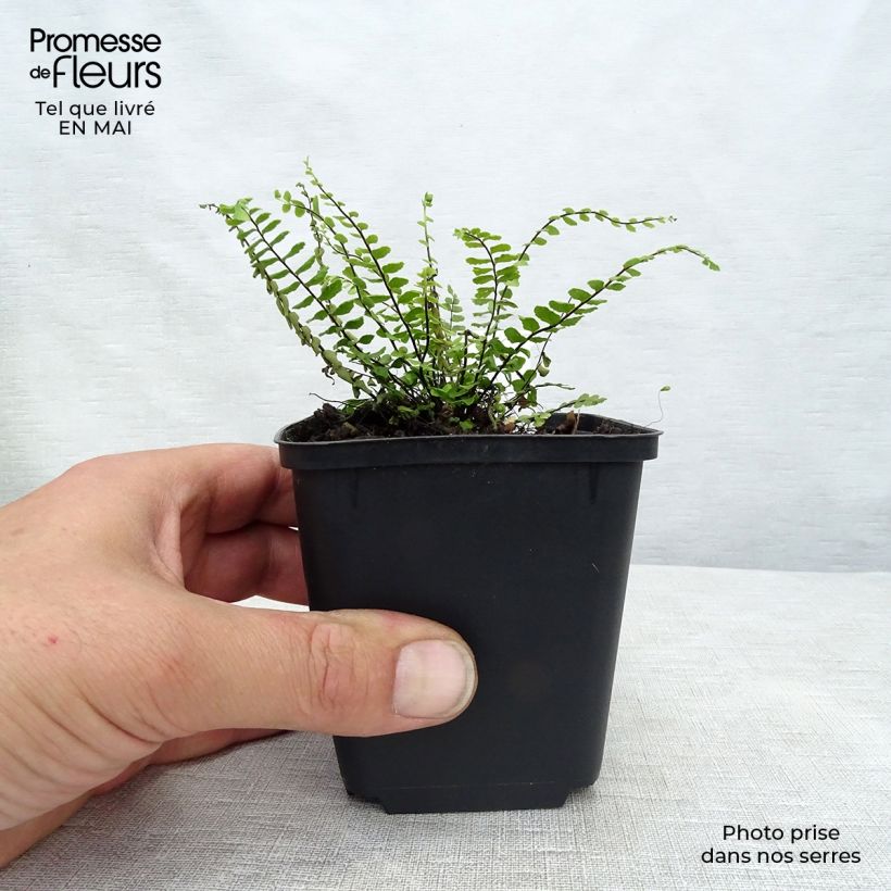 Example of Asplenium trichomanes - Schwarzstieliger Strichfarn Kleine Töpfe von 8/9 cm as you get in printemps