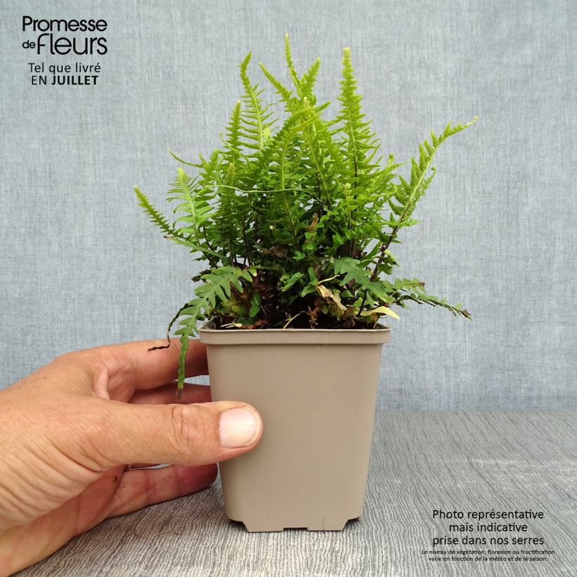 Exemplar von Asplenium ebenoides - Drachenschwanzfarn Kleine Töpfe von 8/9 cm wie im Sommer geliefert